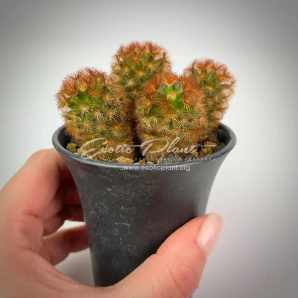 Mammillaria carmenae f. rubrispina мамиллярия кармен форма рубриспина