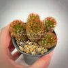 Mammillaria carmenae f. rubrispina мамиллярия кармен форма рубриспина