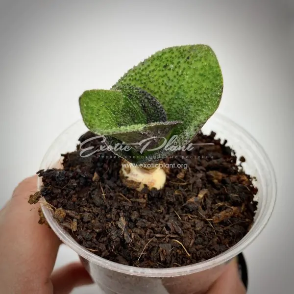 Massonia pustulata