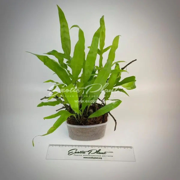Microsorum punctatum cv. Liciniatum