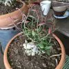 monadenium montanum