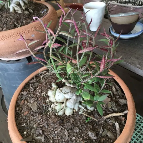 monadenium montanum