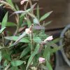 monadenium montanum