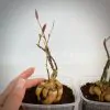 monadenium montanum