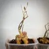 monadenium montanum