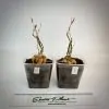 monadenium montanum