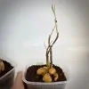 monadenium montanum