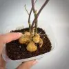 monadenium montanum