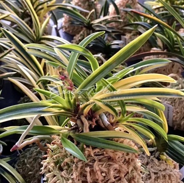 neofinetia falcata Asahiden-fukurin + Youmeiden