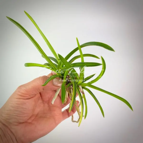 neofinetia falcata Asahiden-fukurin + Youmeiden