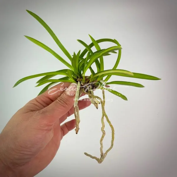 neofinetia falcata Asahiden-fukurin + Youmeiden