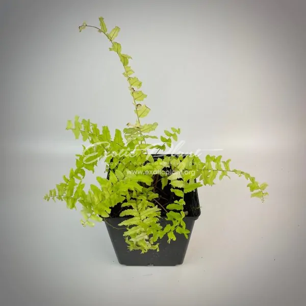 Nephrolepis exaltata cv Vintage Lace