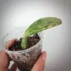 Opuntia Stardust
