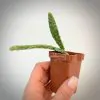 Opuntia Stardust