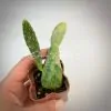 Opuntia Stardust