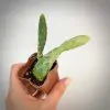 Opuntia Stardust