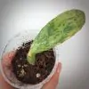 Opuntia Stardust