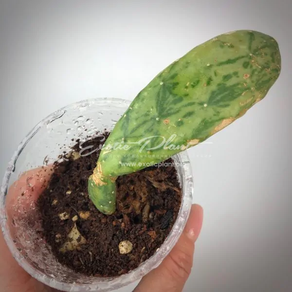 Opuntia Stardust