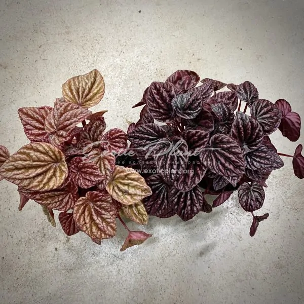 предзаказ peperomia caperata Red Luna