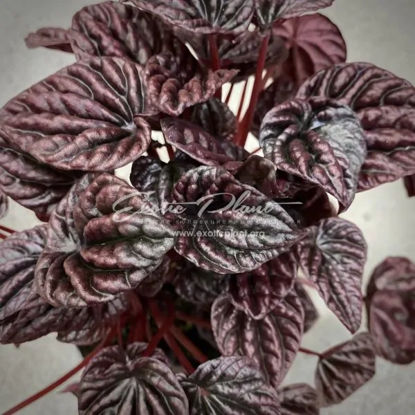 предзаказ peperomia caperata Red Luna