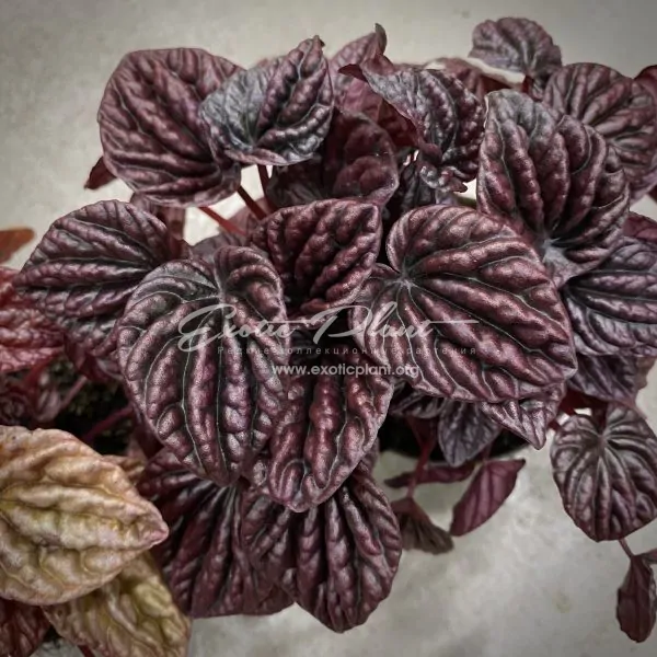предзаказ peperomia caperata Red Luna
