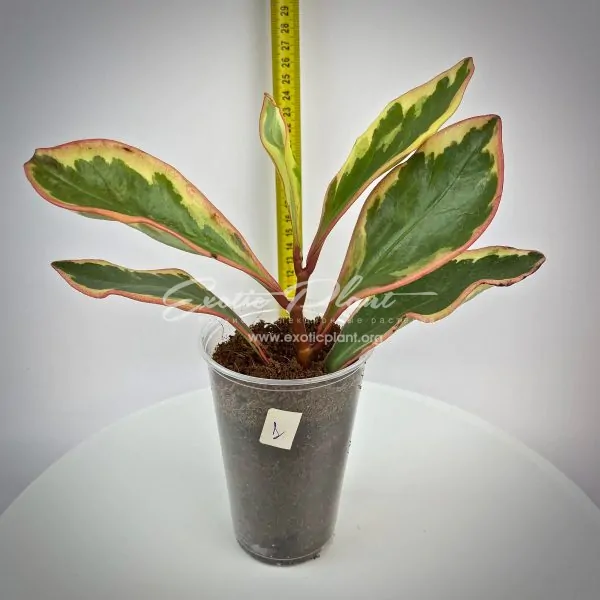 Peperomia magnoliaefolia variegata