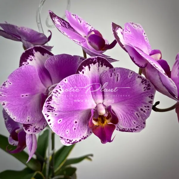 phalaenopsis Pearl Beauty variegated