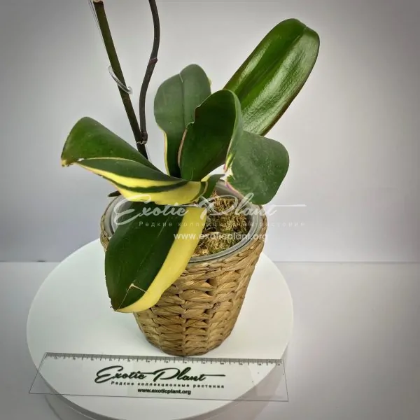 phalaenopsis Pearl Beauty variegated