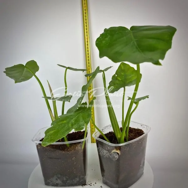 Philodendron bipinnatifidum