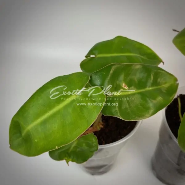 Philodendron Burle Marx
