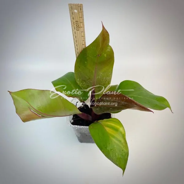Philodendron Dang Ampon