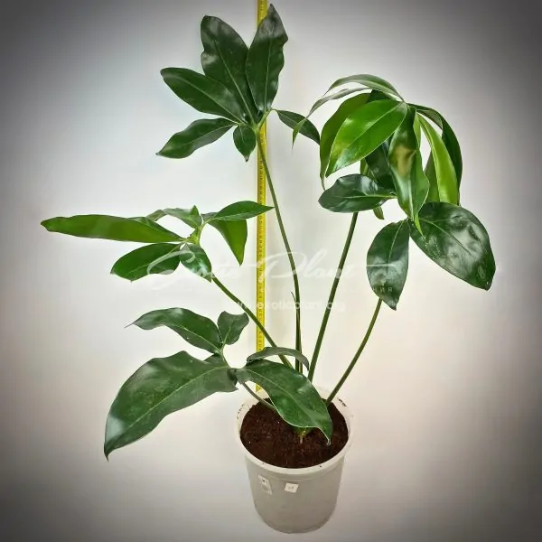 Philodendron goeldii