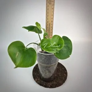 philodendron grazielae