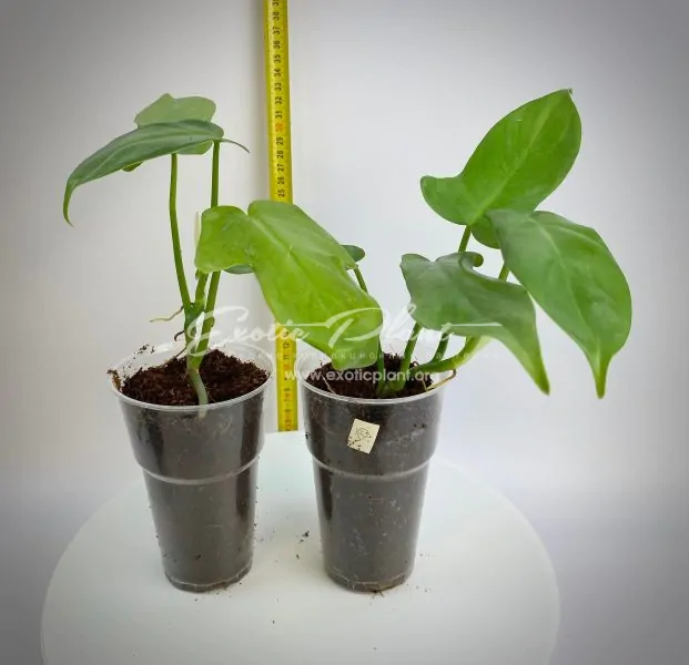 Philodendron Hammer Head