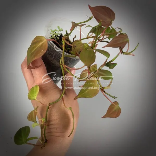 philodendron hederaceum / филодендрон хедерацеум