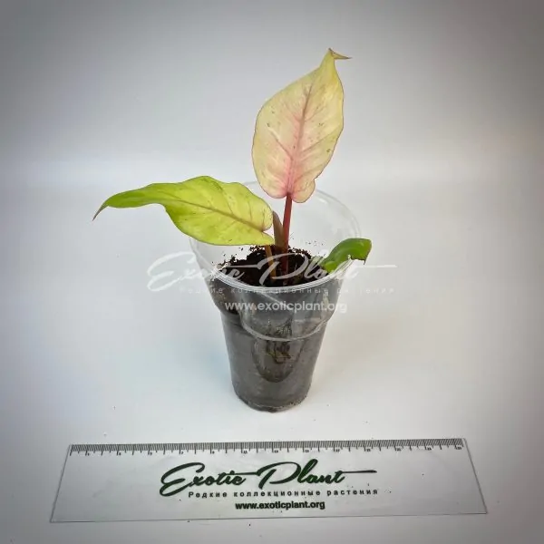 Philodendron Jungle Fever variegated (T02) = philodendron Loa Spot variegated