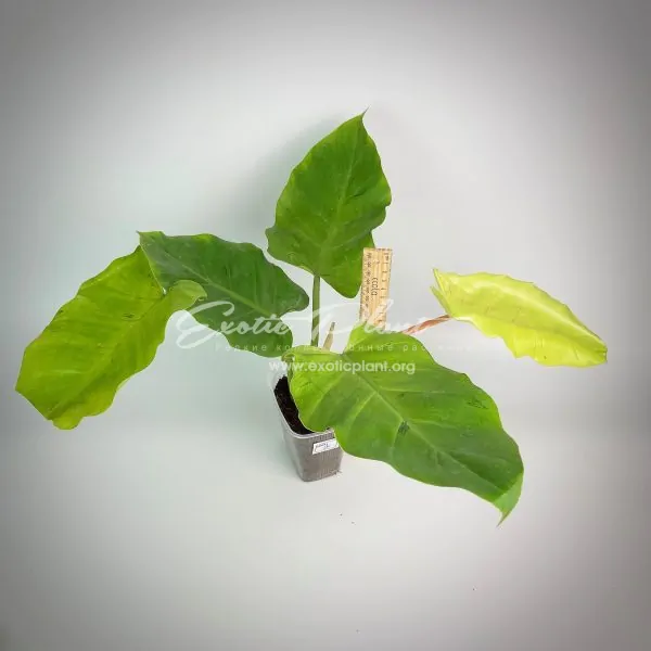 Philodendron Jungle Fever variegated (T02) = philodendron Loa Spot variegated