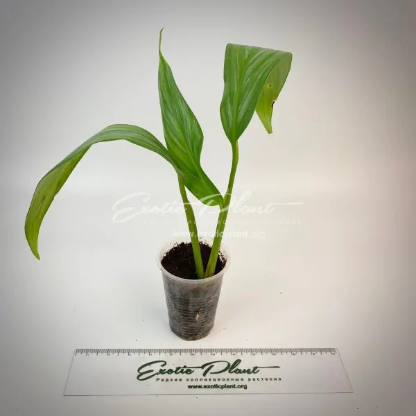 Philodendron Silver Spirit