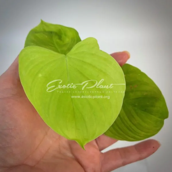 Philodendron sp.(S01)