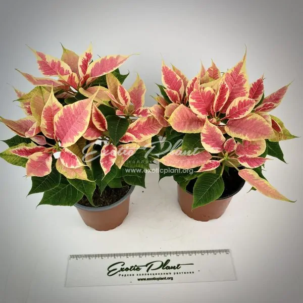 Poinsettia Euphorbia pulcherrima Beauty Marble