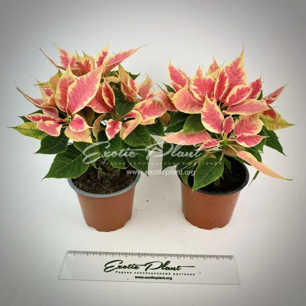 Poinsettia Euphorbia pulcherrima Beauty Marble