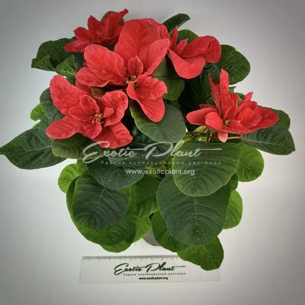 Poinsettia Euphorbia pulcherrima Christmas Mouse