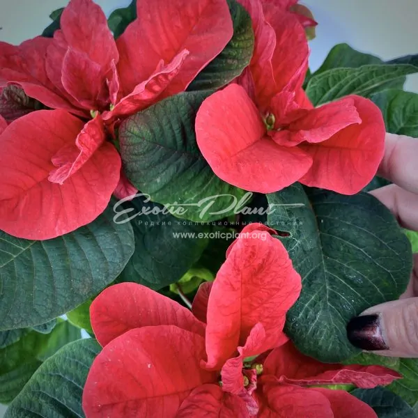 Poinsettia Euphorbia pulcherrima Christmas Mouse