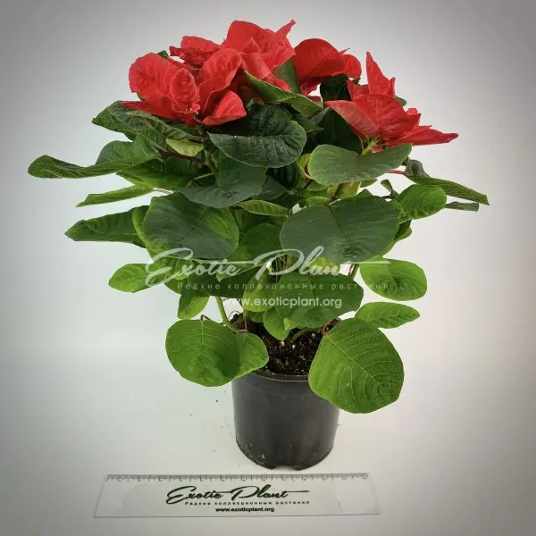 Poinsettia Euphorbia pulcherrima Christmas Mouse