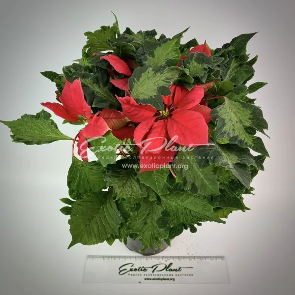 Poinsettia Euphorbia pulcherrima Hovaria Crazy Christmas