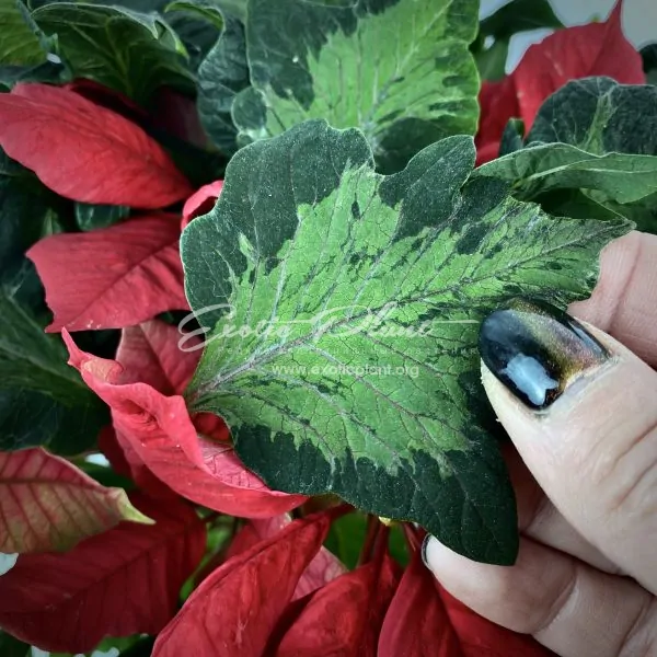 Poinsettia Euphorbia pulcherrima Hovaria Crazy Christmas