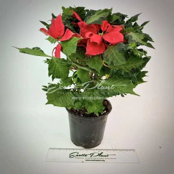 Poinsettia Euphorbia pulcherrima Hovaria Crazy Christmas