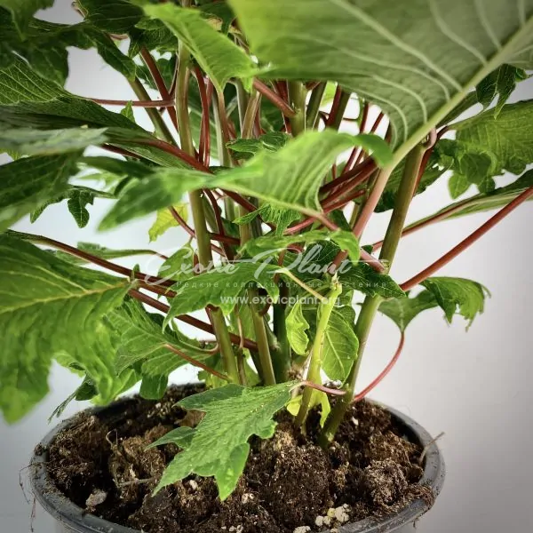 Poinsettia Euphorbia pulcherrima Hovaria Crazy Christmas