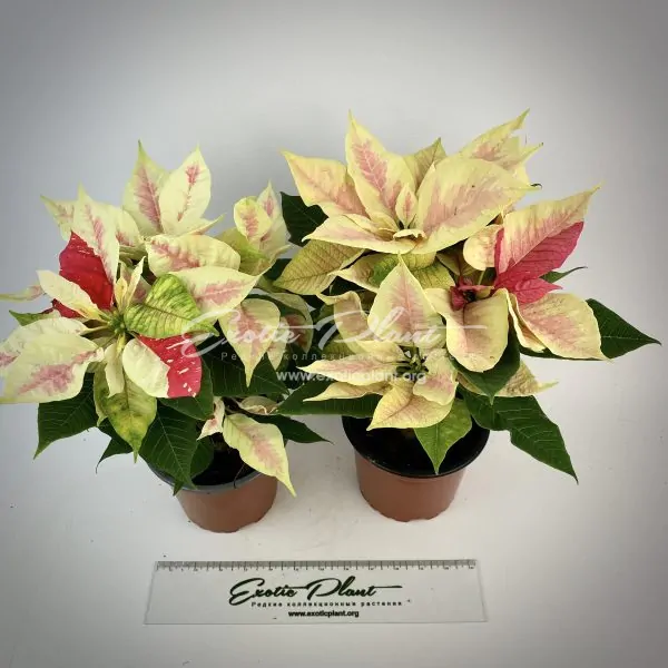 Poinsettia Euphorbia pulcherrima Mars Marble