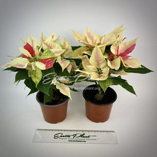 Poinsettia Euphorbia pulcherrima Mars Marble